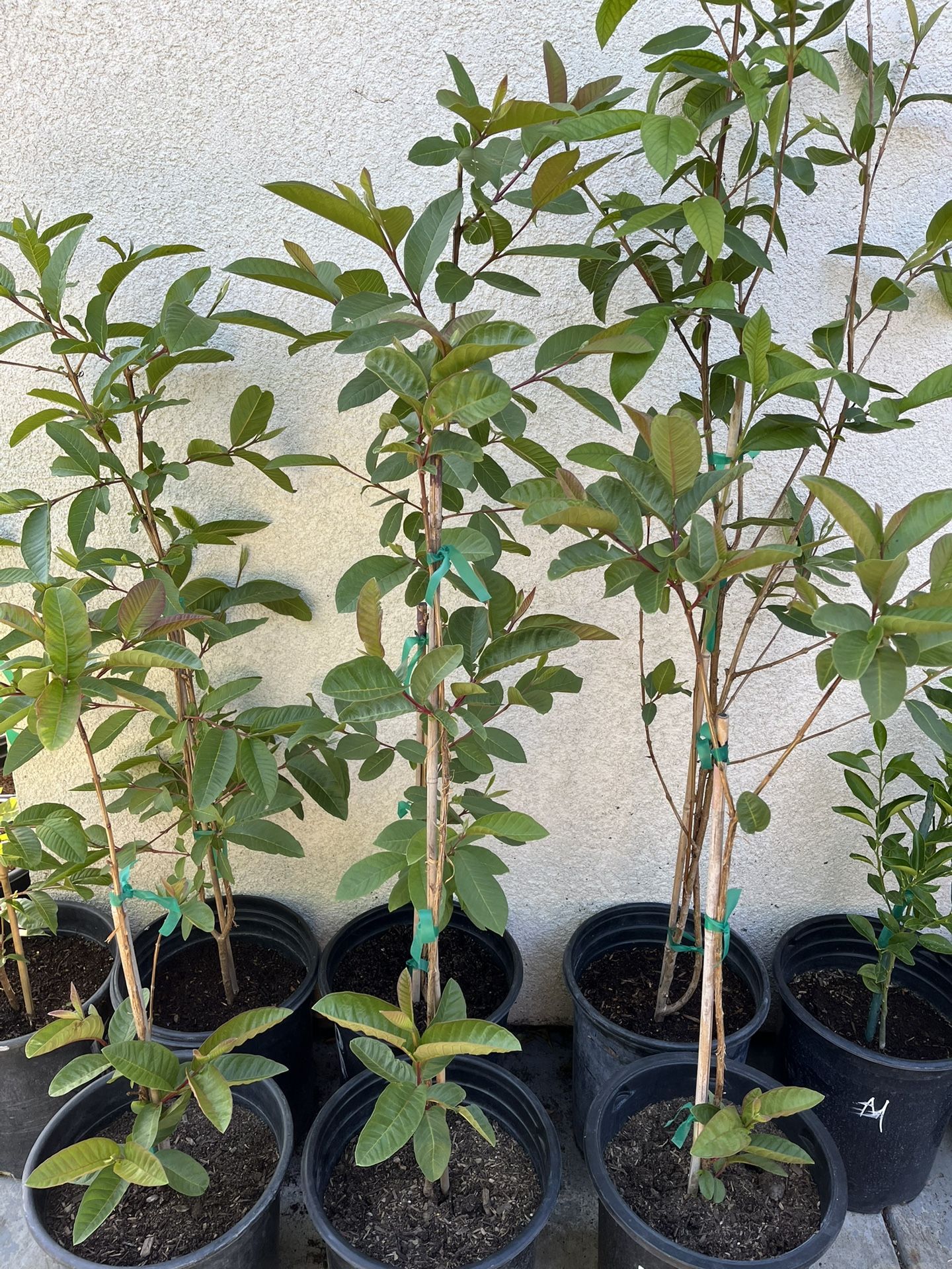 Plantas De Guallavos