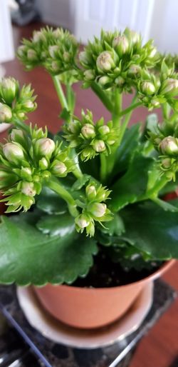 Beautiful Kalanchoe indoor and outdoor plant