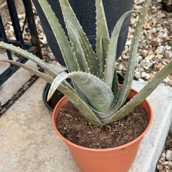 Aloe Vera Plants 