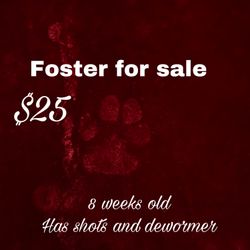 Foster For Sale 