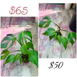Plants (6”pot💚monstera burle marx “FLAME” )$65 & $50
