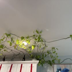 Large golden pothos plant