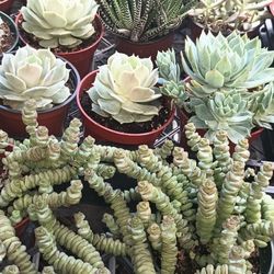 Succulent Plant.