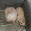 -Ms.Fifi&Ms.Sula-