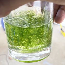 Chaeto For Saltwater Tank