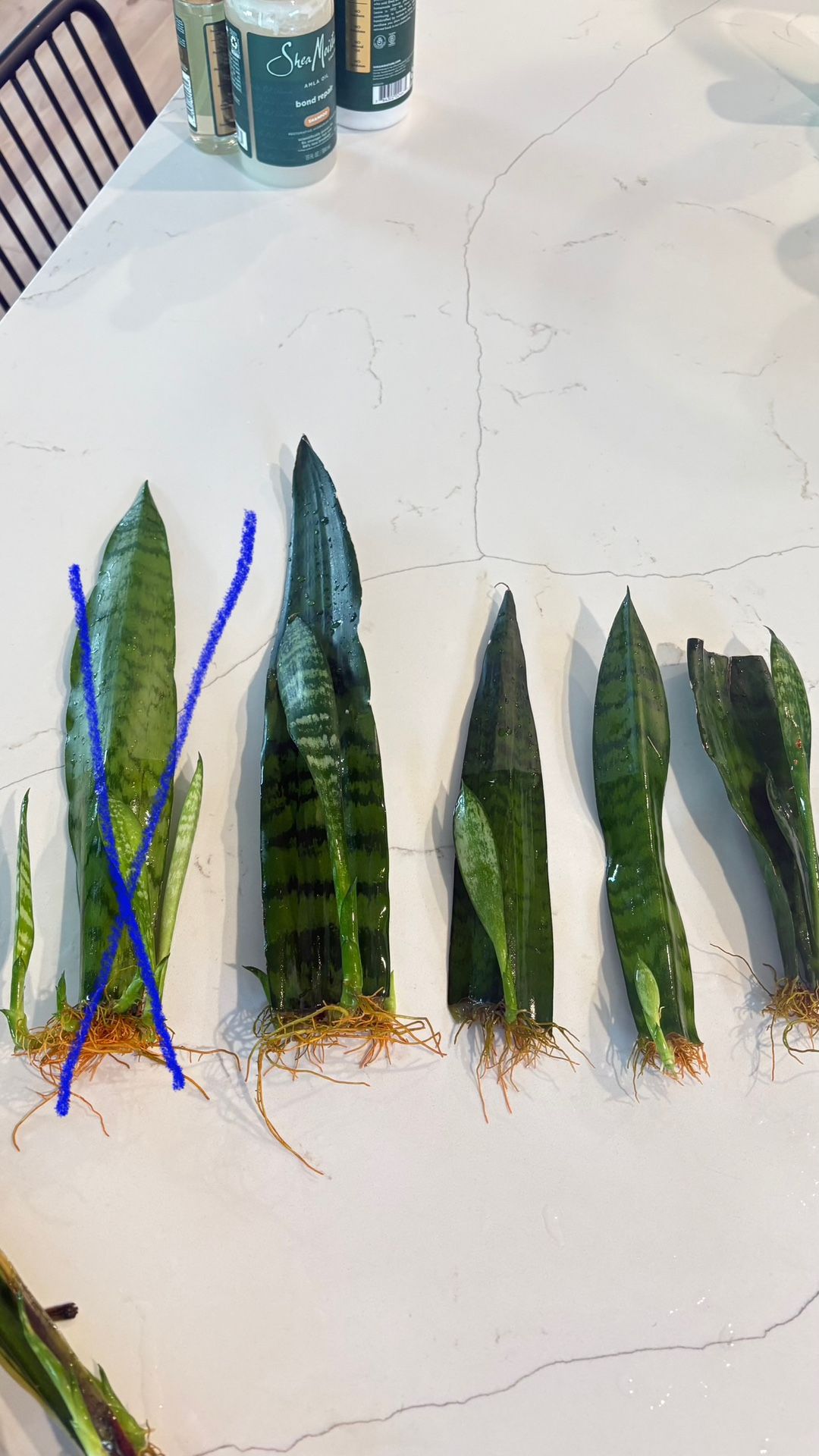 Snake Plant Cuttings 