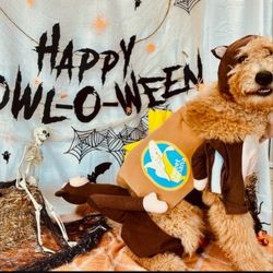 Dog Halloween Costumes 