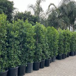 Ficus for Privacy Hedges