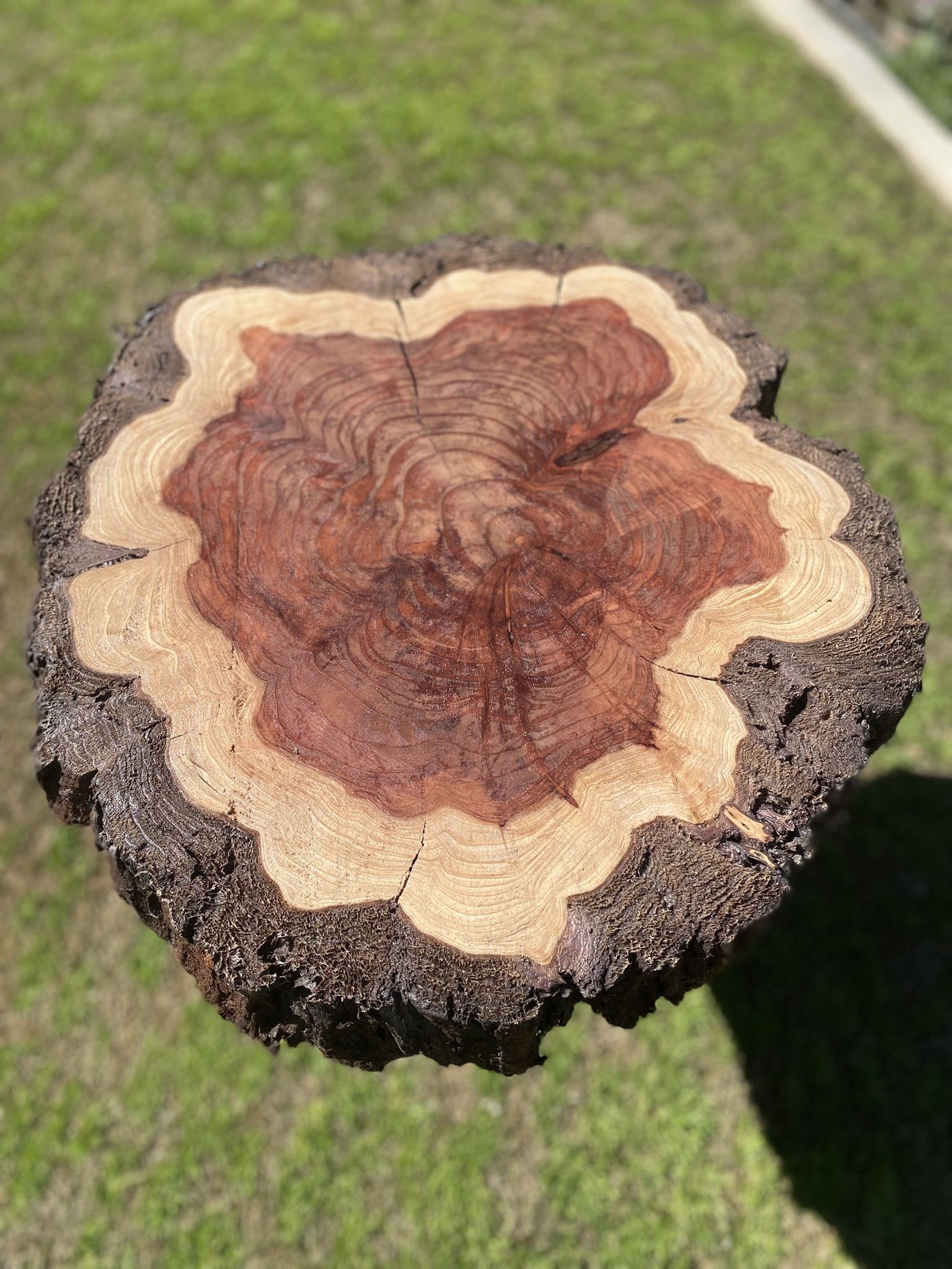 ✨❤️Beautiful Redwood Slab End Table🪵