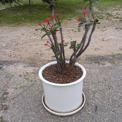 Crown Of Thorn Plant 