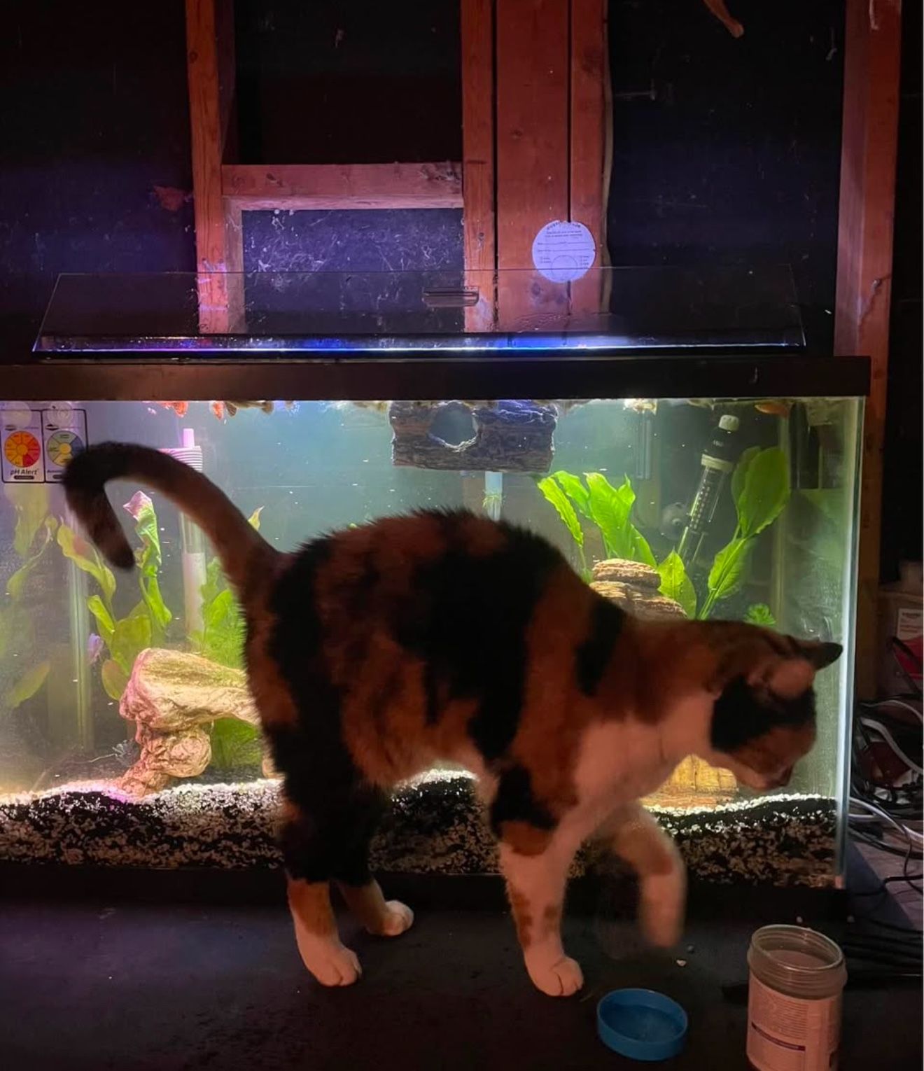 29 Gallon Fish Tank