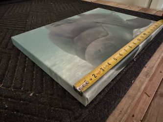 Dolphin canvas