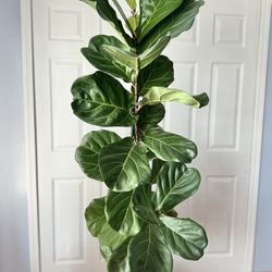 Broadleaf Fig Plant (indoor) 