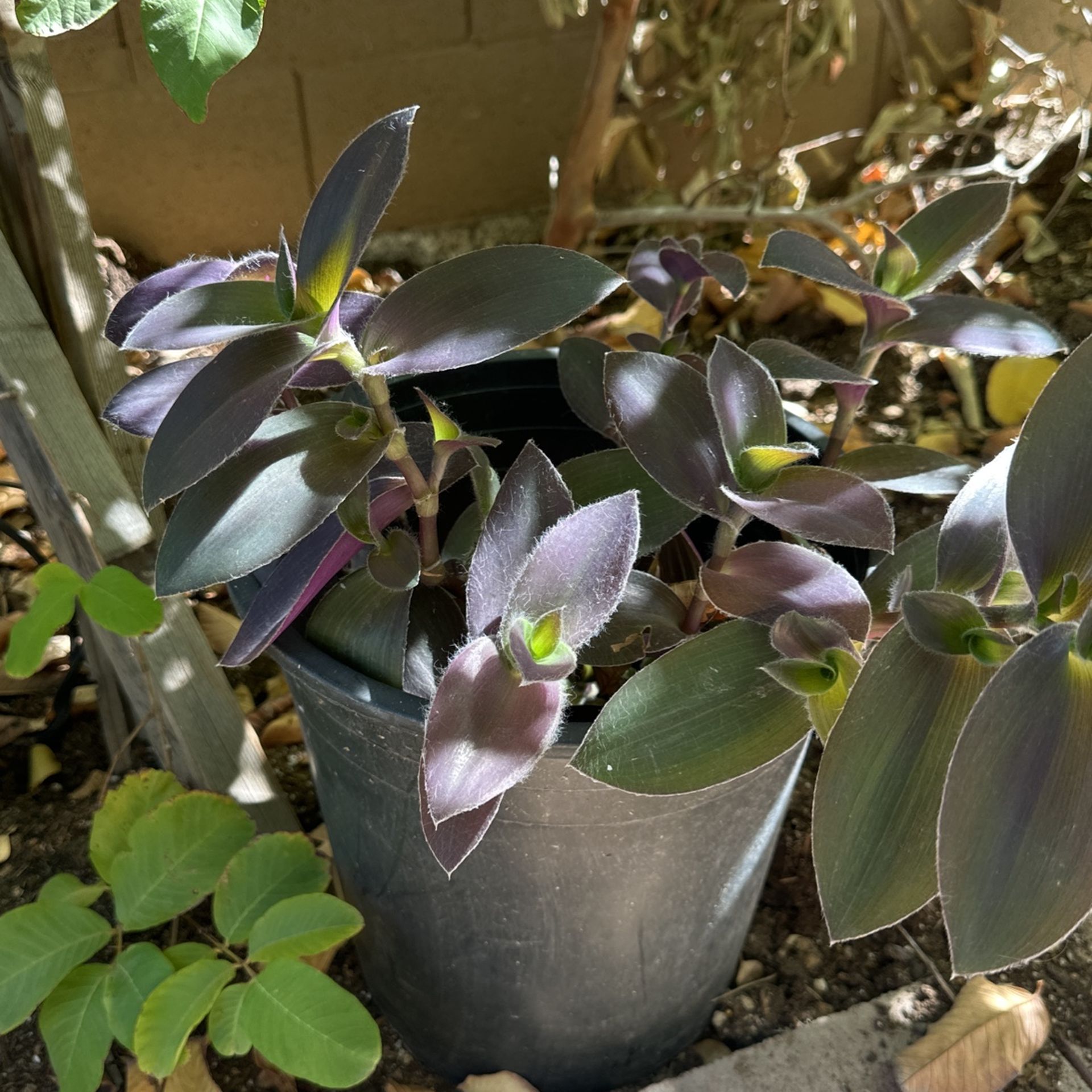 Purple Spiderwot Plant In 5 Gallon Pot