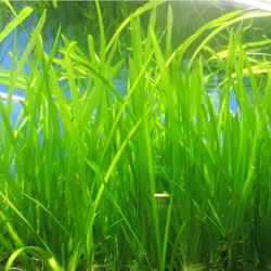 jungle Vallisneria 