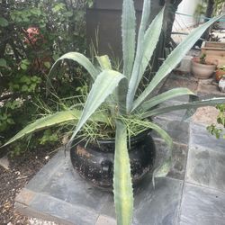 Large Agave Plant 