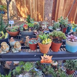 SUCCULENTS $4 To $10 In San Lorenzo