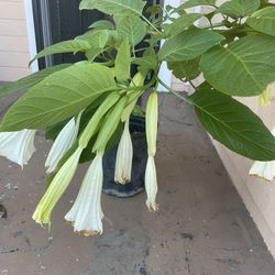 White Angel’s Trupet Plant