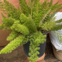 Fern