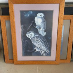 24x33 Audubon Prints With Custom Frames 7 Total 