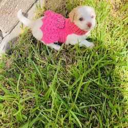 Vestidito A Crochet Para Perrita PURA 