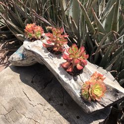 Handmade Beautiful Rustic Wooden Succulent Vase