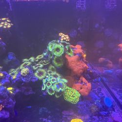 Saltwater Coral Frag Ornaments 