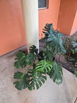 Monstera Plants Large