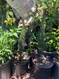 Pino italiano/ Mediterranean cypress