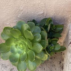 Suculentas $15 Each
