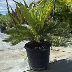 Sago Palm - 15gl