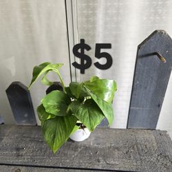 Pothos Plant 