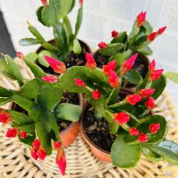 Berry Red Spring Flowering Cactus Live Plant Houseplant 4” Pot Succulent BLOOMING - 5 Each.