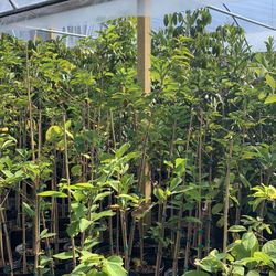 Sugar Apple Tree (5 Ft Tall) Will Flowering After Winter