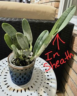 C. Rhyncholaelia Aristocrat