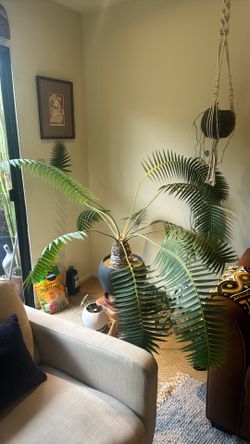 RARE Dioon Argenteum