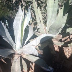 Tengo 18 Plantas De Agave Pido 100 Dls Por Todas 