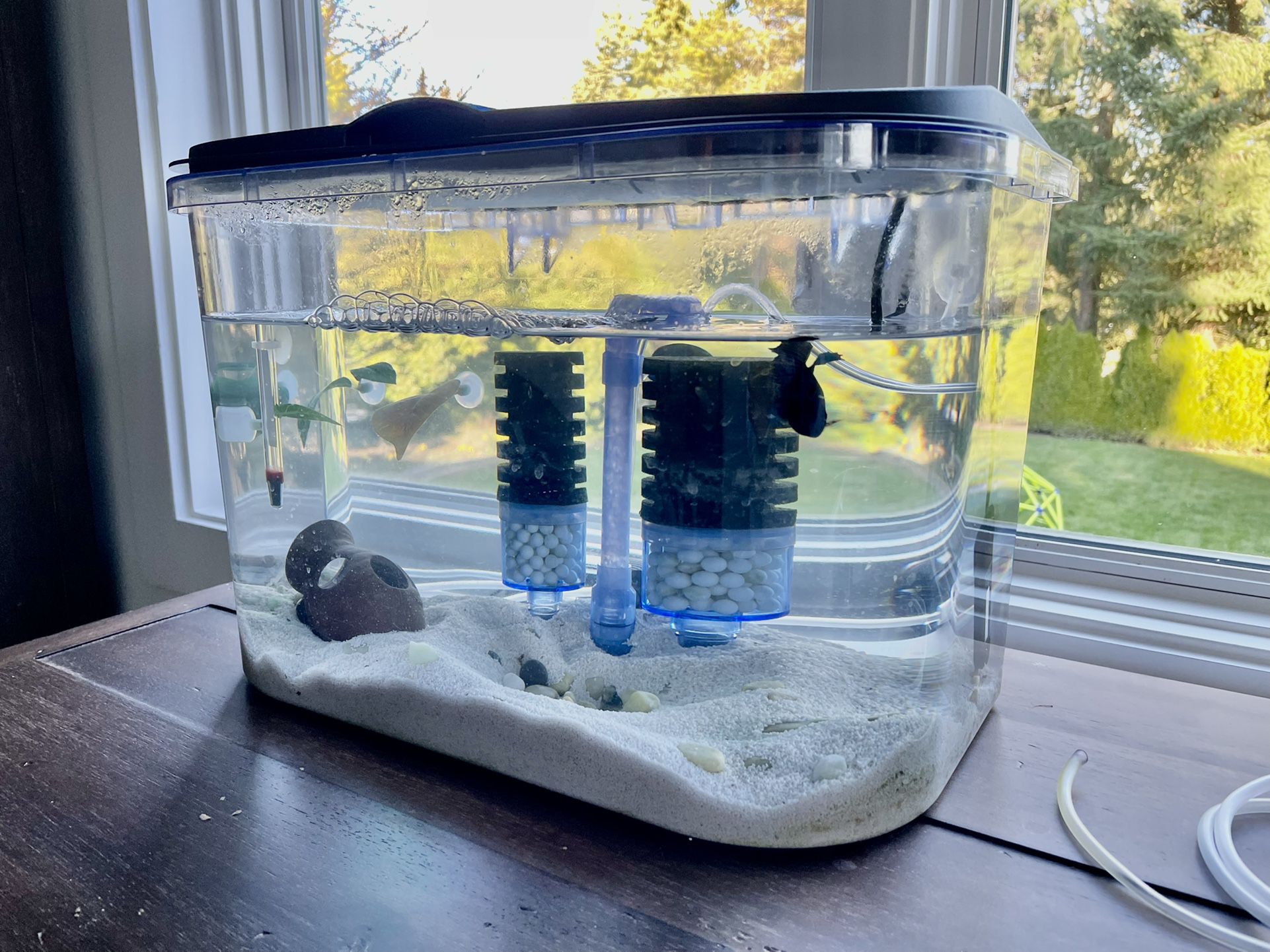 Actief Geliefde Uittreksel 5 gallon fish tank with sand, decorations, no fish/heater/air filter for  Sale in Medina, WA - OfferUp