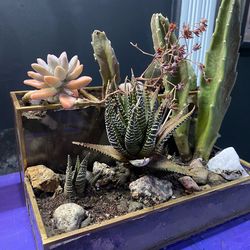 Succulents!