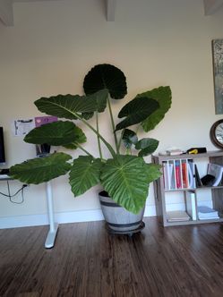 Very large Indoor plants 6ft5
