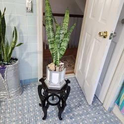 Beautiful And Healthy 4ft ...5years Old Snake Plant And Stand...$45