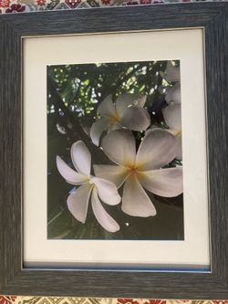 White Plumeria