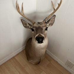White Tail Deer Shoulder Mount Taxidermy 