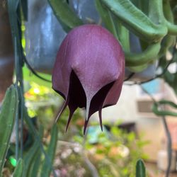 Estapelia De Campanita 