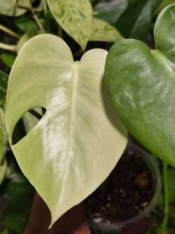 Monstera