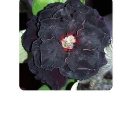 Rare Black Window Desert Rose