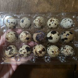 Fresh Quail Eggs 