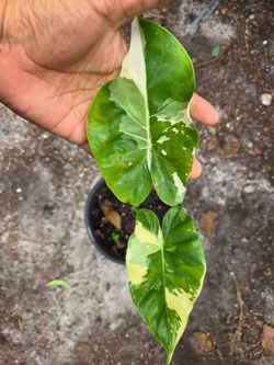 Alocasia Macrorrhiza Variegated