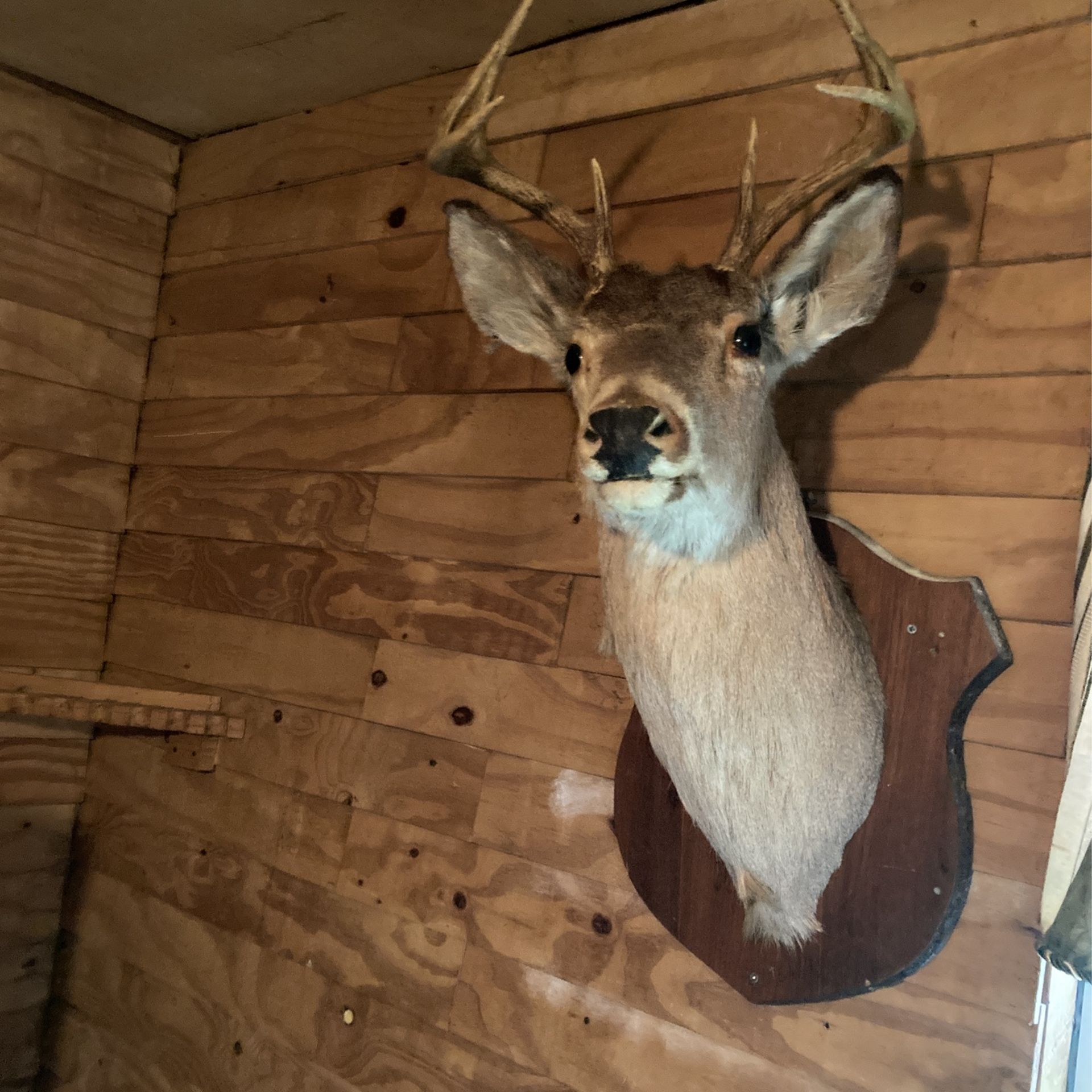 8 Point Deer Head Mount 