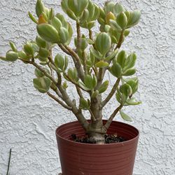 6 Inch Pot Succulent Plant Crassula Ovata “Lemon Lime” rooted ready to be planted. About 1 ft tall